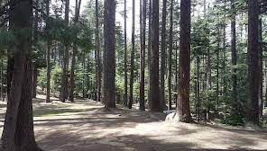 Usho Forest in Kalam